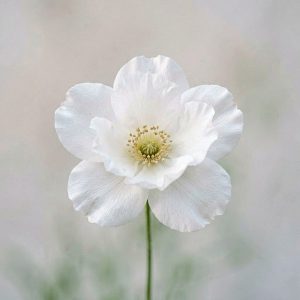 柔光下的纯白之花